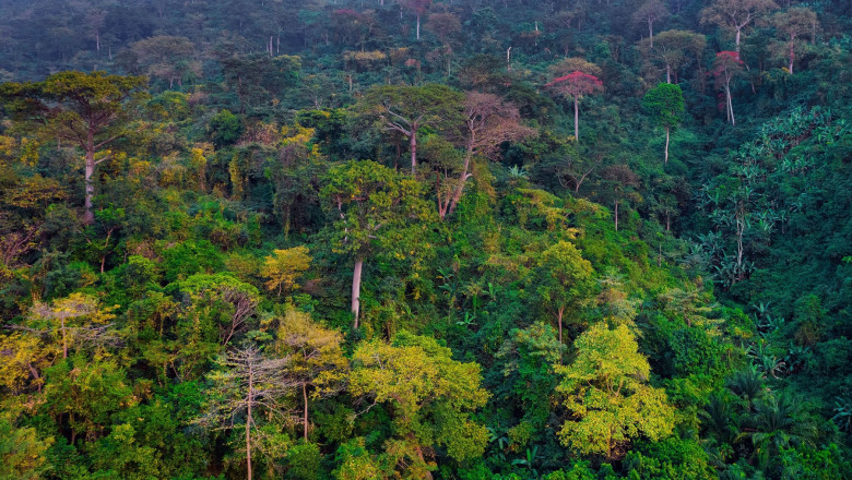 Photo of studiu | Pădurile tropicale, mai vulnerabile la insecte și ciuperci dăunătoare din cauza încălzirii globale 